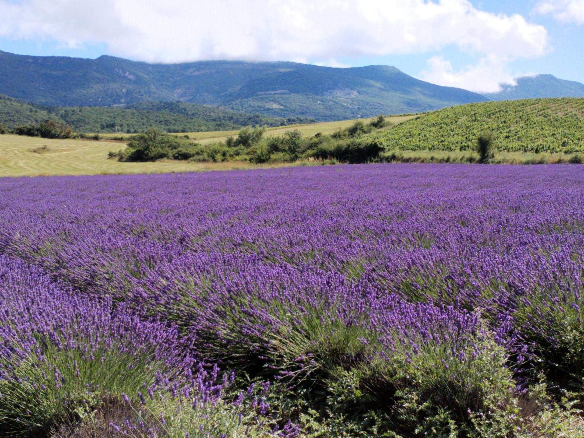 Вилла Le Cigalou - Drome Provencale Sainte-Jalle Экстерьер фото
